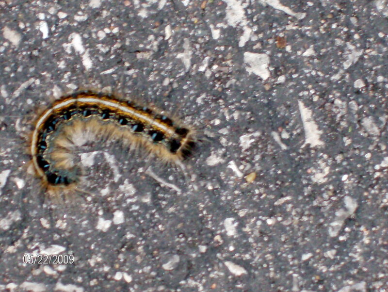 Fuzzy Caterpillar on Pavement