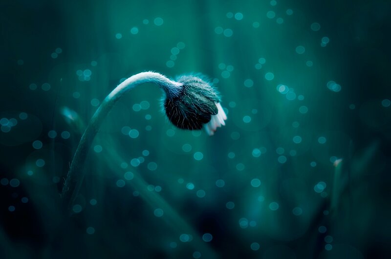 Fuzzy Flower Bud