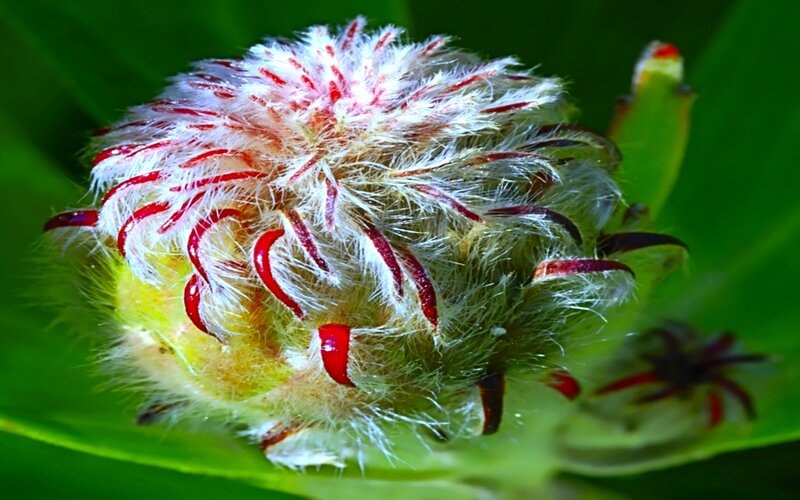 fuzzy flower bud with red tips