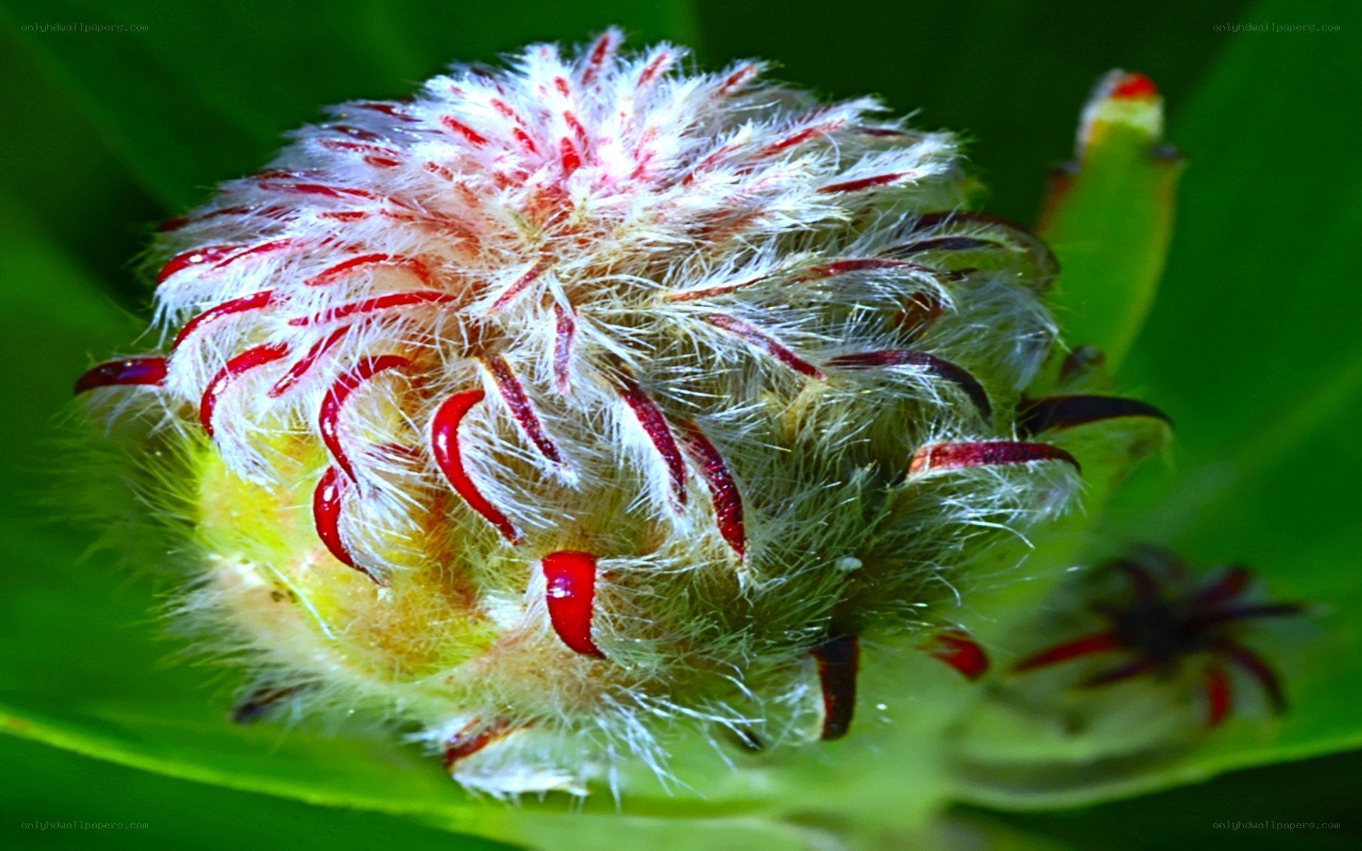 fuzzy flower bud with red tips