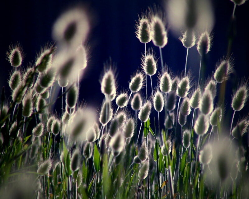 Fuzzy grass in the evening
