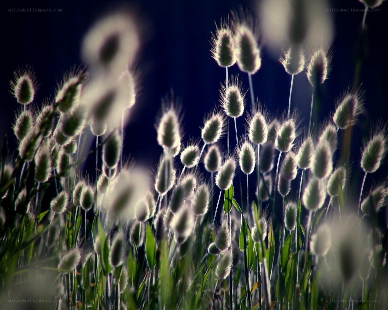 Fuzzy grass in the evening