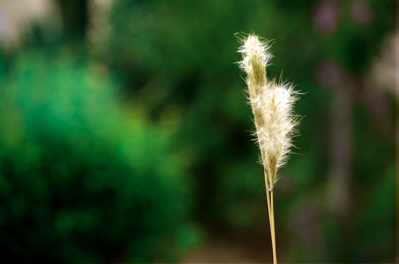 Fuzzy grass seed head