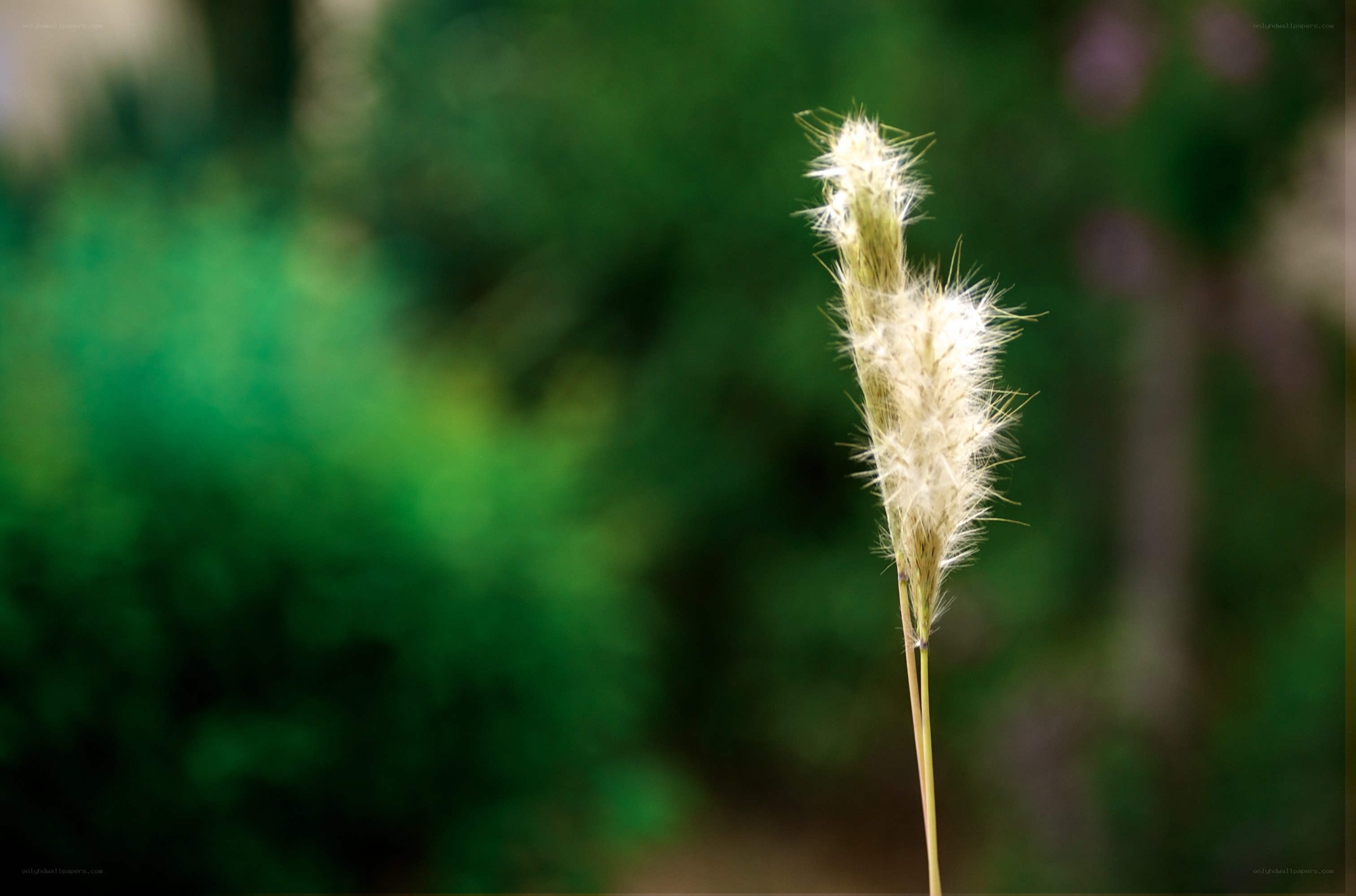 Fuzzy grass seed head