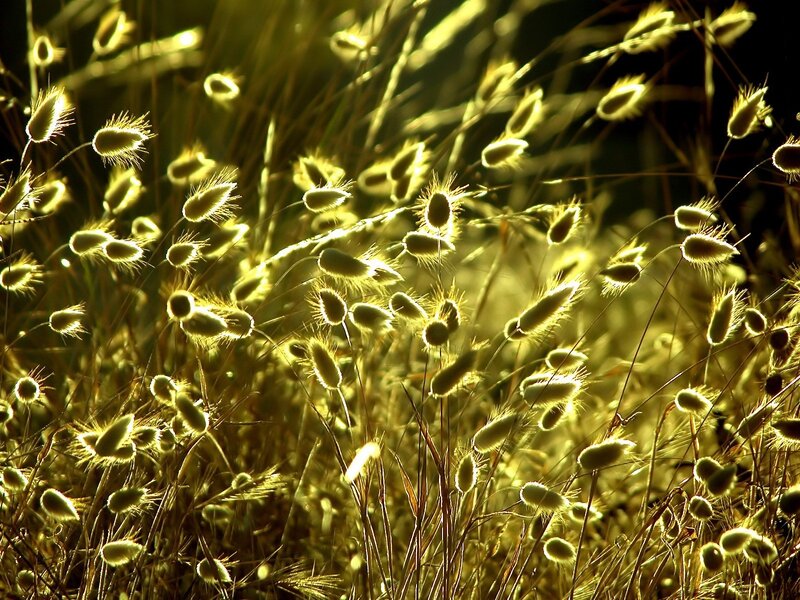 Fuzzy Grass Seed Heads