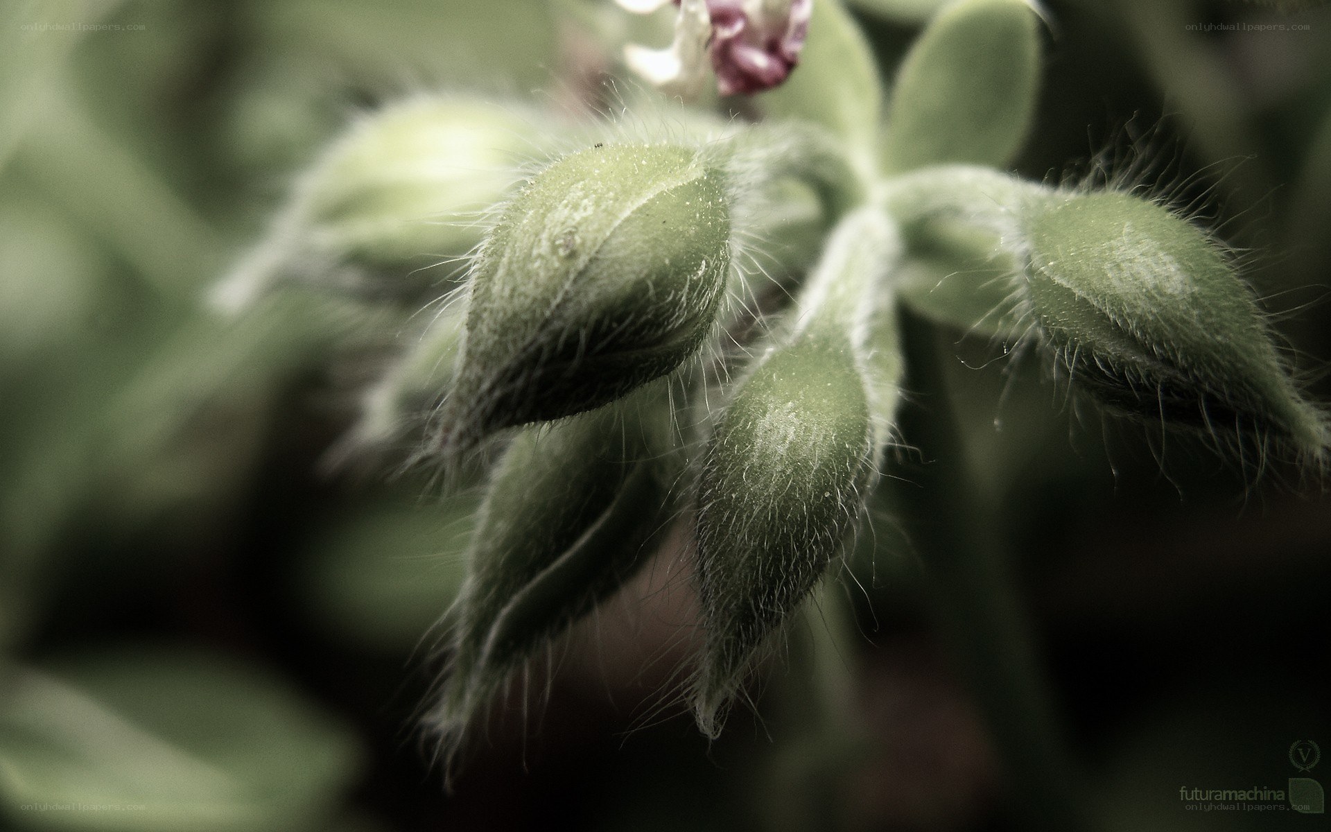 fuzzy green flower buds