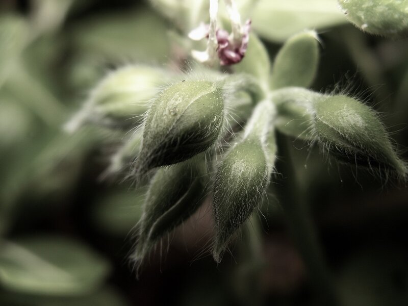 fuzzy green flower buds