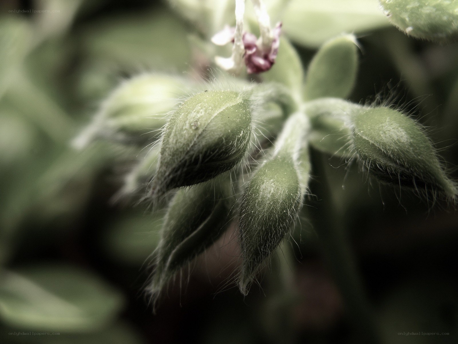 fuzzy green flower buds