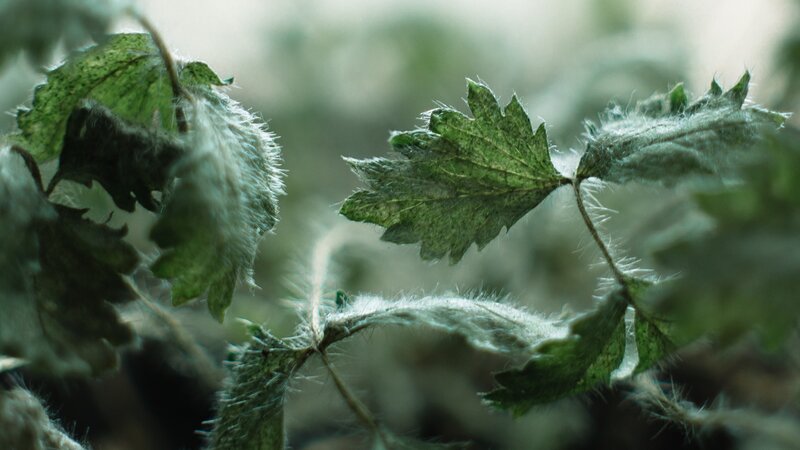 Fuzzy Green Leaves