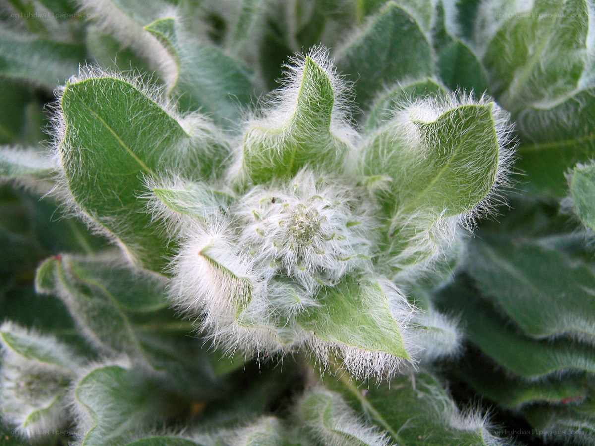 fuzzy green plant leaves