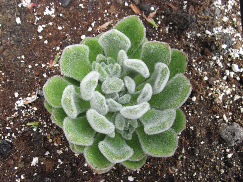 Fuzzy Green Succulent Plant