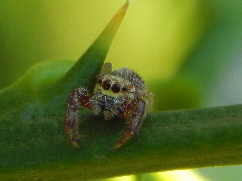 Fuzzy Jumping Spider