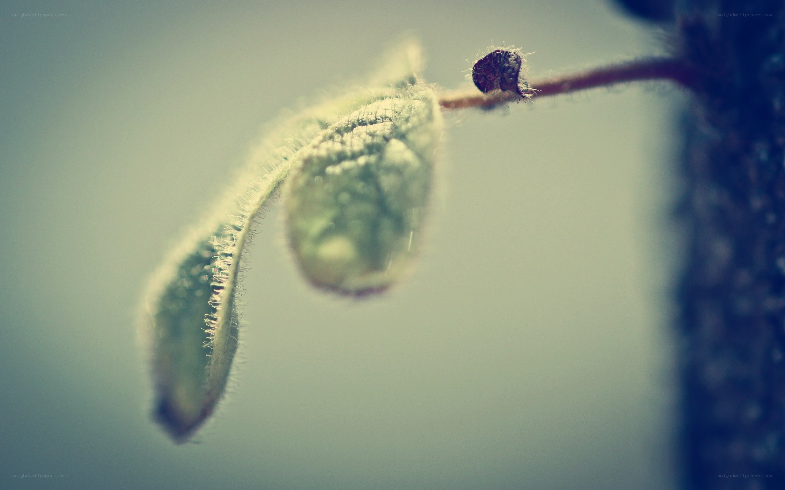 fuzzy leaf on a branch