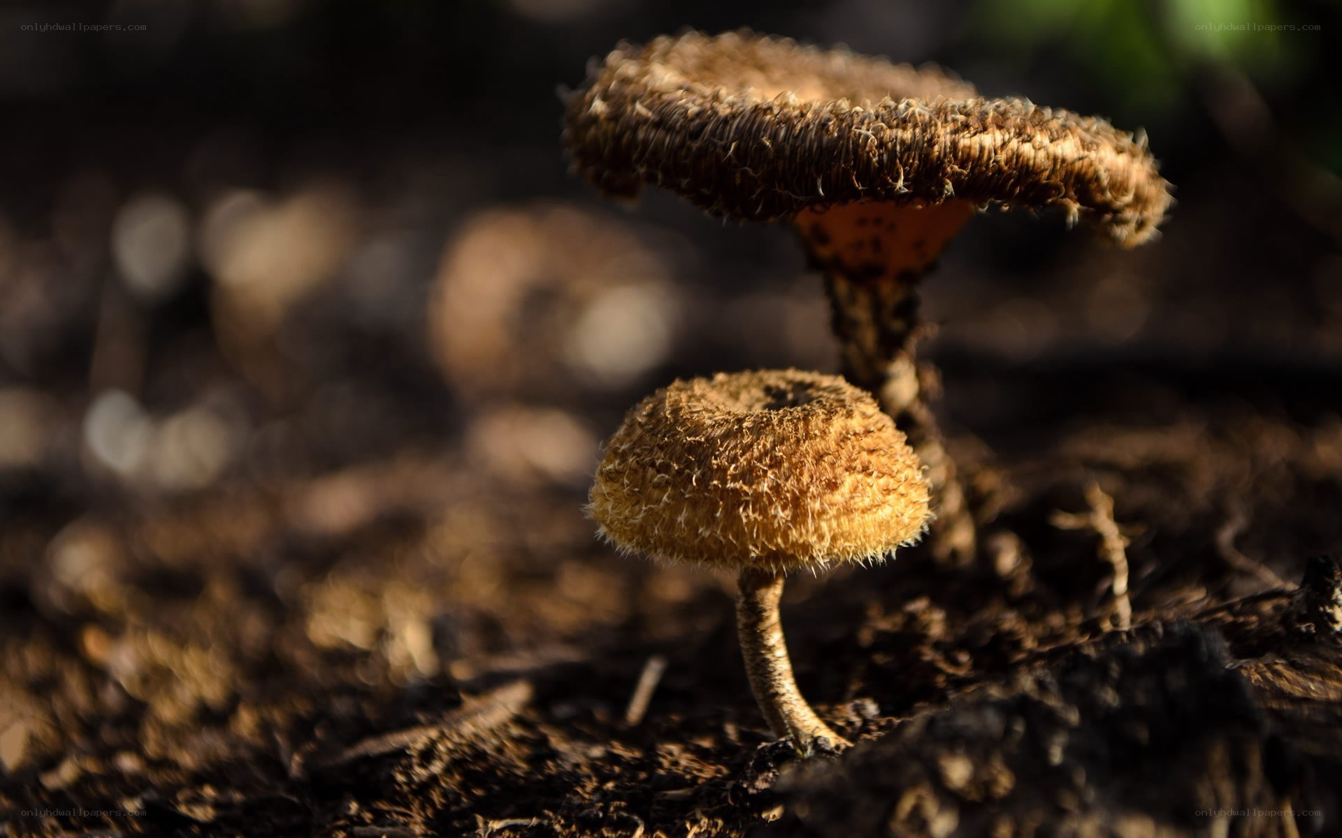 Fuzzy mushrooms in forest soil