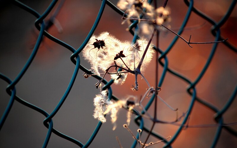 Fuzzy plant against chain-link fence