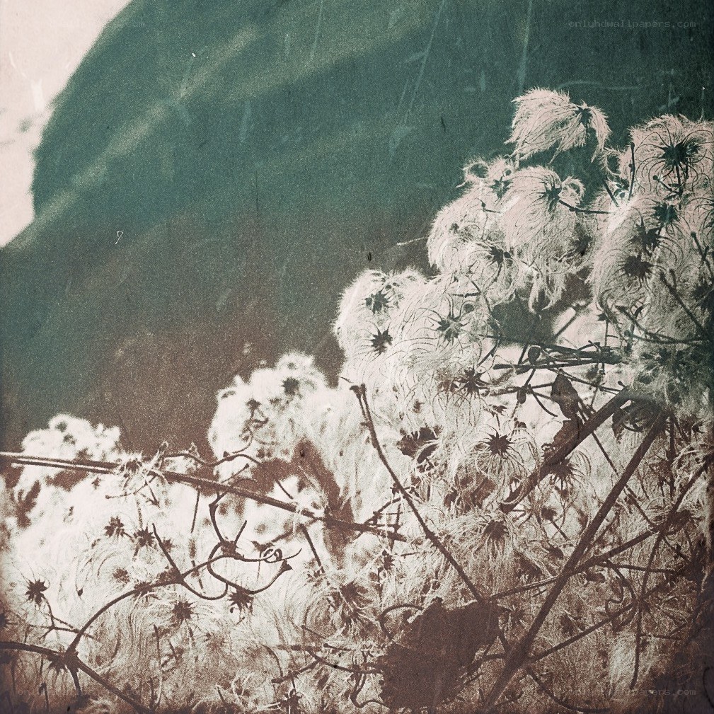Fuzzy plant against dark hill