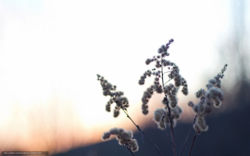 Fuzzy plants at sunset