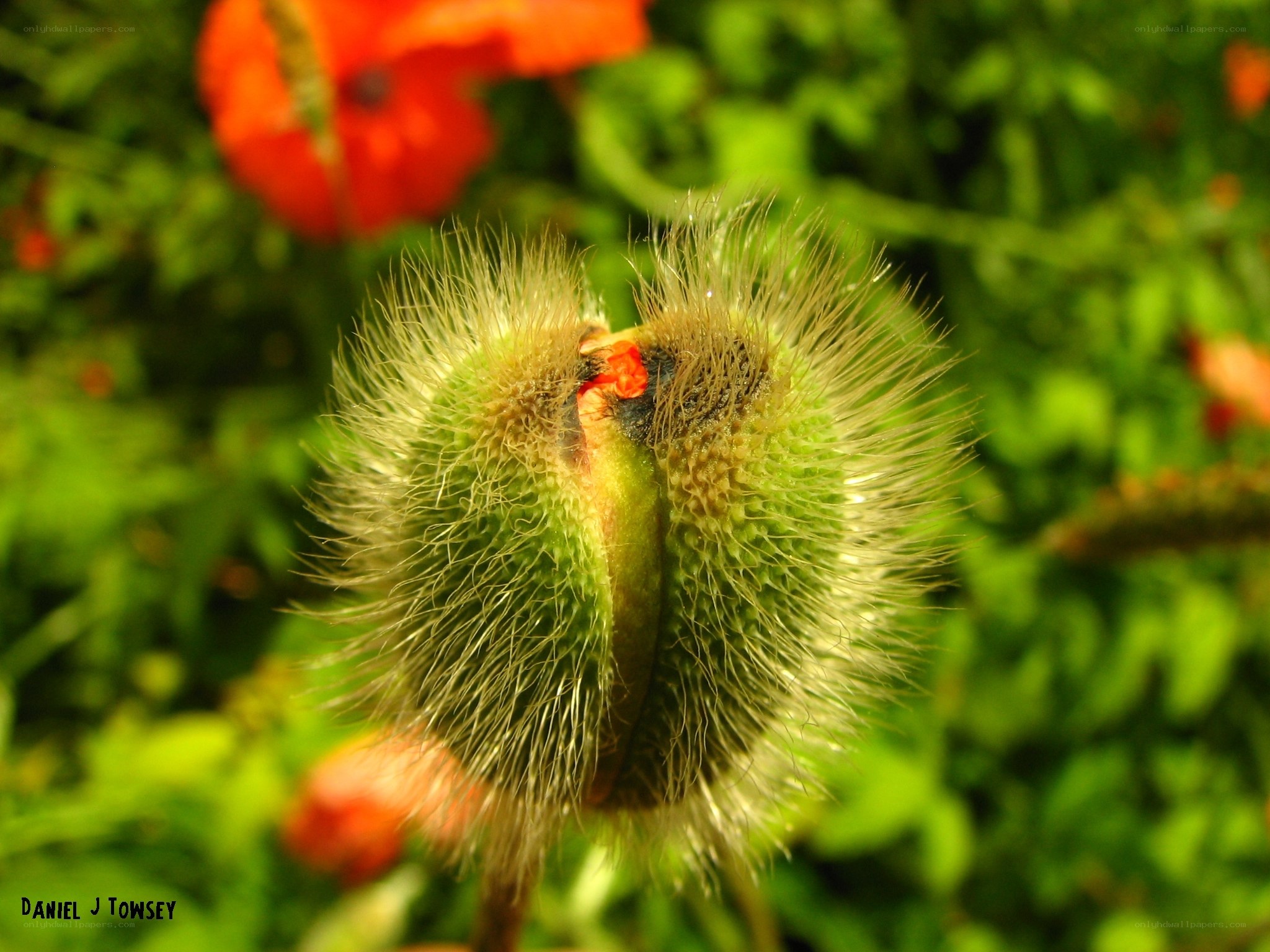 Fuzzy poppy bud in sunlight