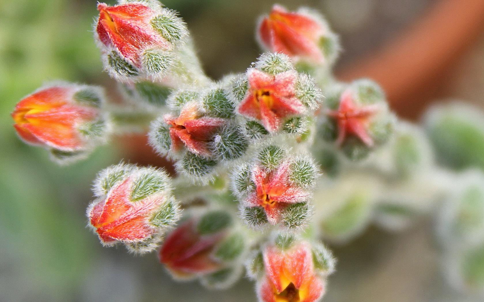 fuzzy red succulent flowers