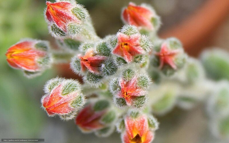 fuzzy red succulent flowers