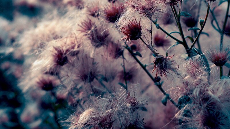 Fuzzy seed heads in soft light