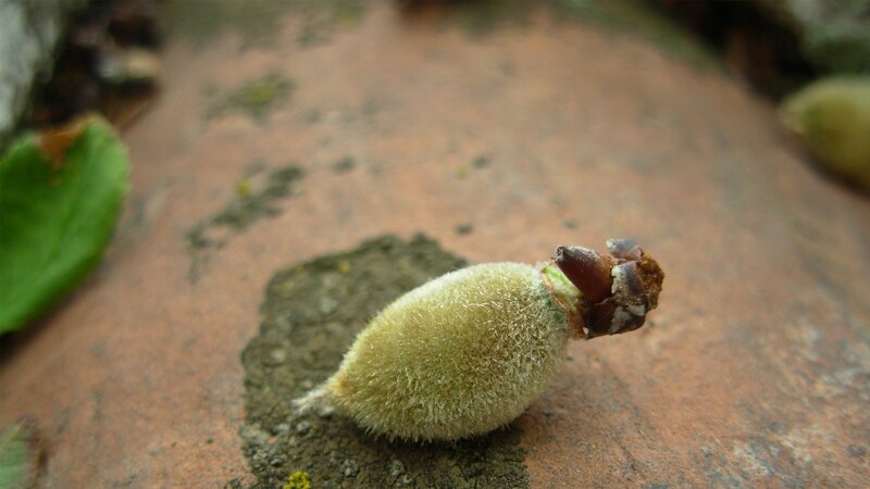fuzzy seed pod on ground