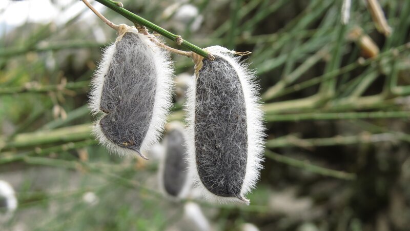 Fuzzy Seed Pods