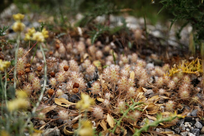 Fuzzy White Plants on Ground