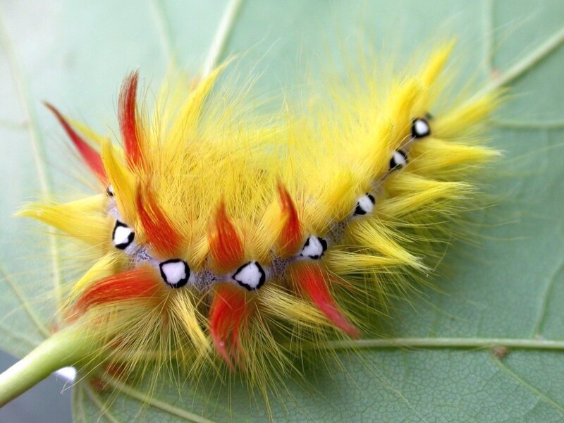 Fuzzy yellow caterpillar