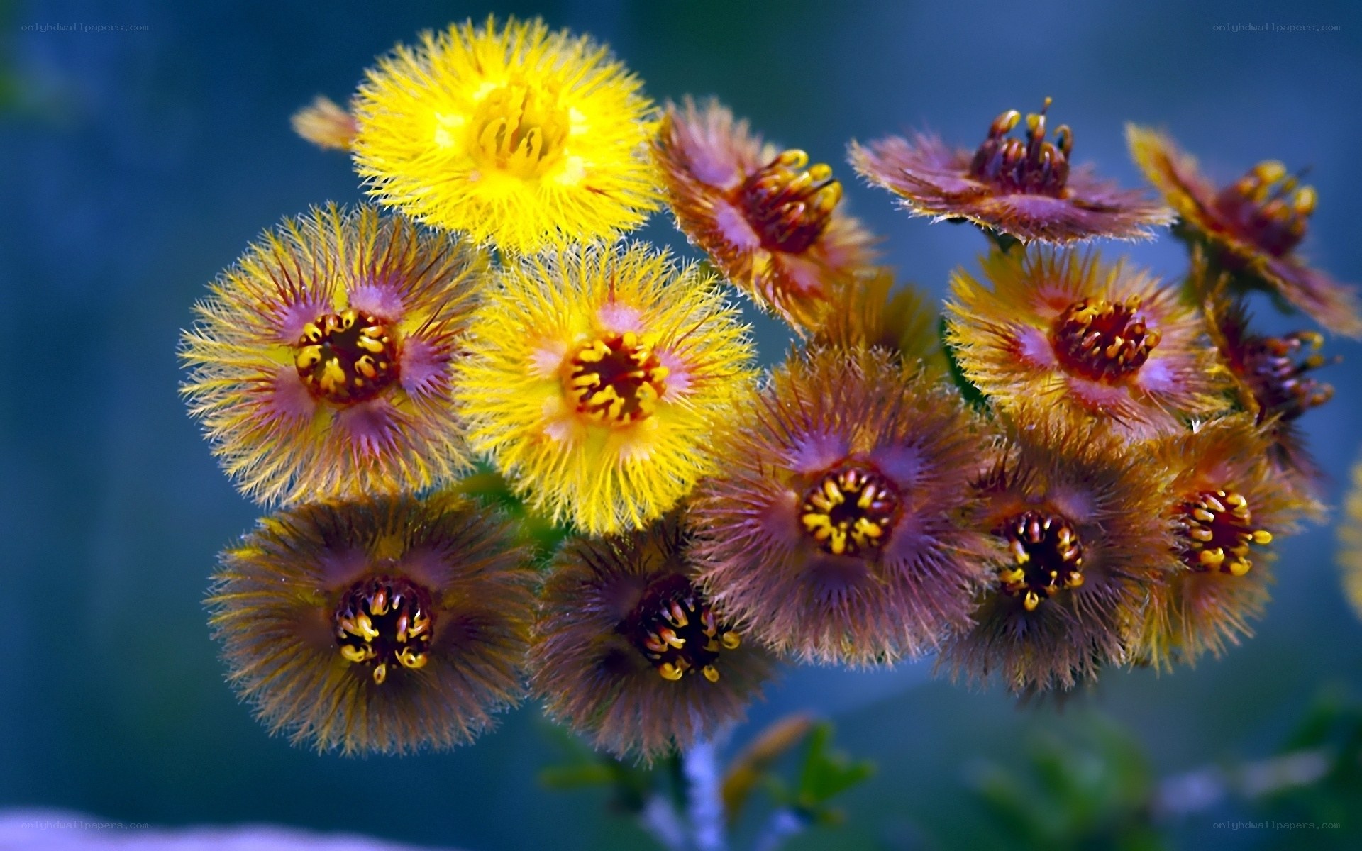 Fuzzy yellow flowers in bloom
