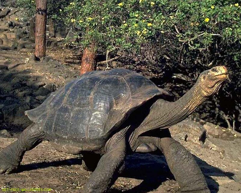 Galapagos Tortoise