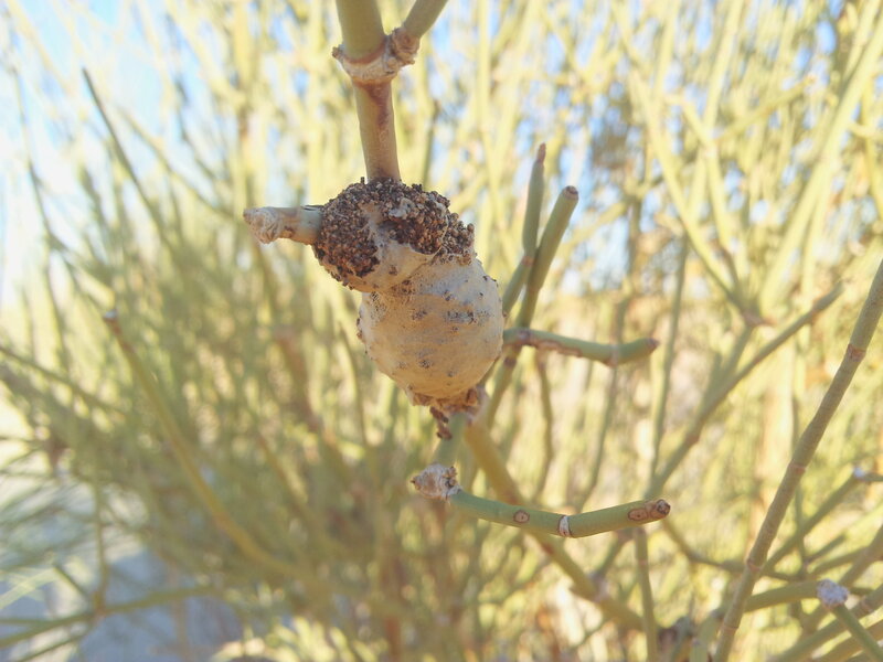 Gall on a Plant Branch