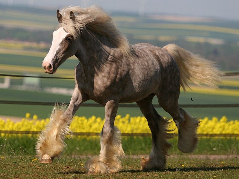Galloping horse in a field