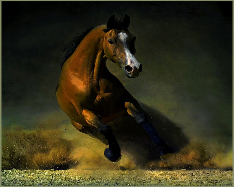 galloping horse in dust