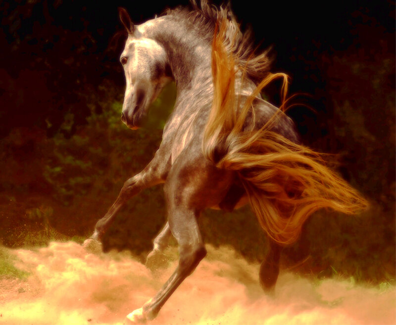galloping horse in dust