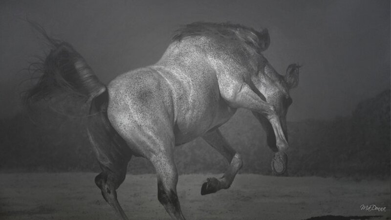galloping horse in mist