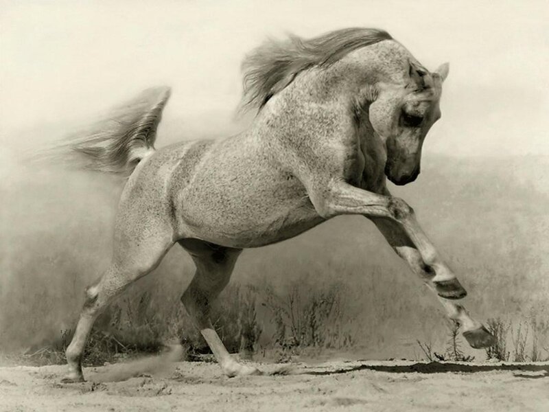 galloping white horse