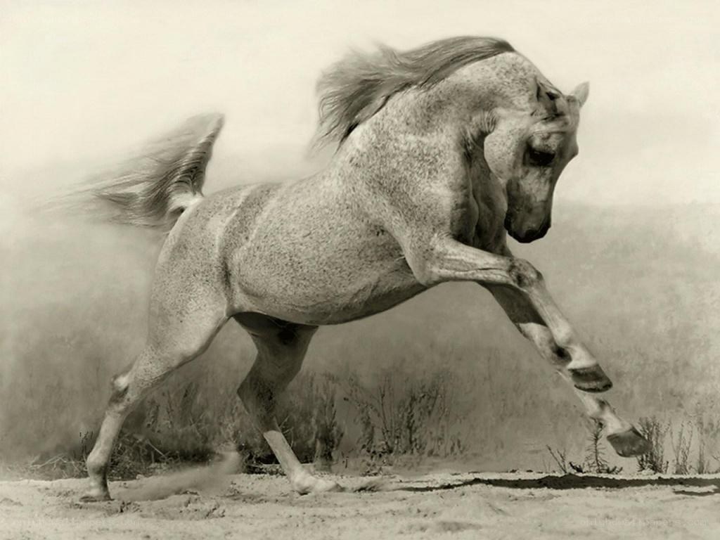 galloping white horse