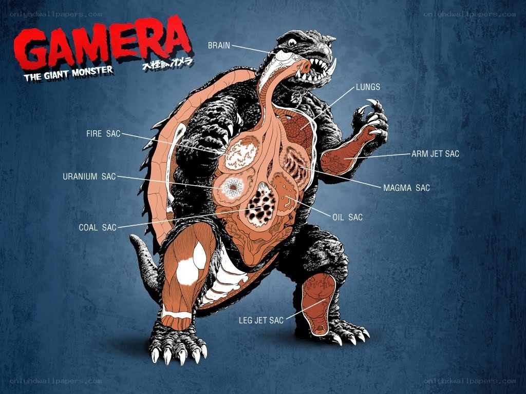 Gamera anatomy diagram