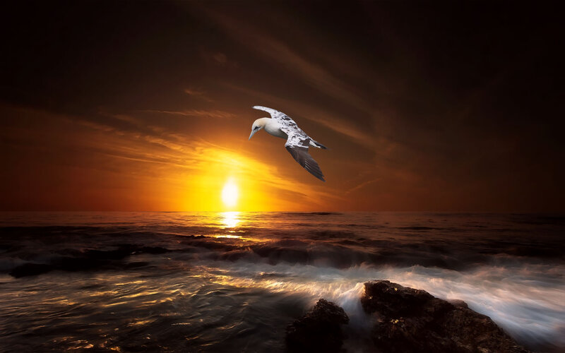 Gannet Bird Flying