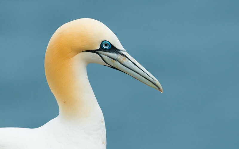 Gannet Bird Head