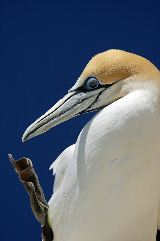 Gannet Bird Head — White, Dramatic