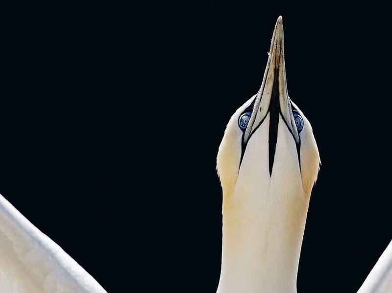 Gannet Bird Head — White