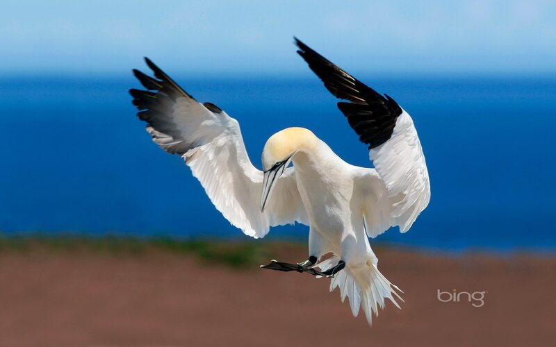 Gannet Bird in Flight — Blue, Dynamic