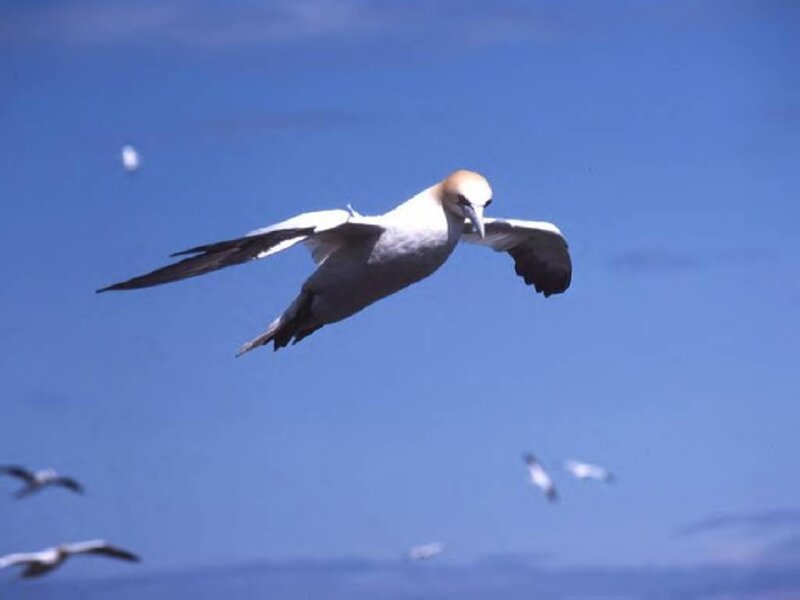 Gannet Bird in Flight — Blue