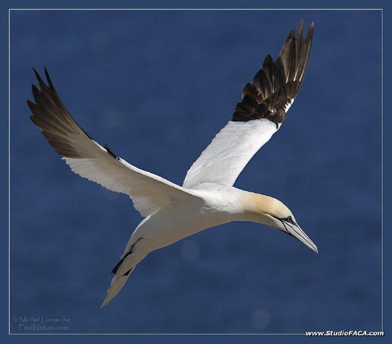 Gannet Bird in Flight