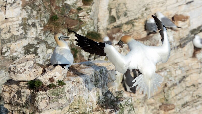 Gannet Birds on Cliff