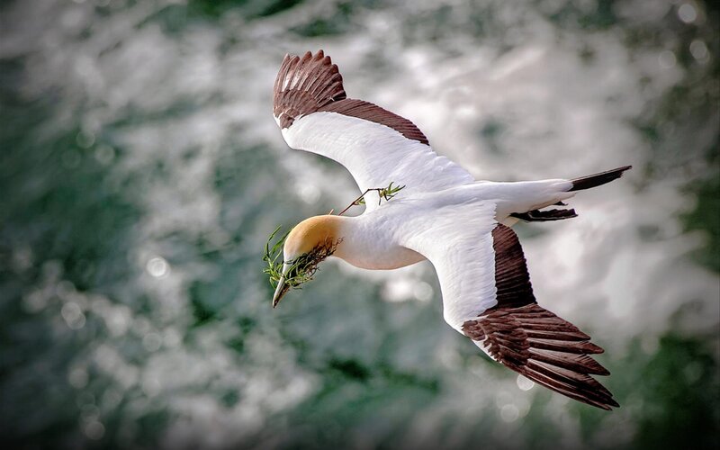 Gannet Carrying Nesting Material