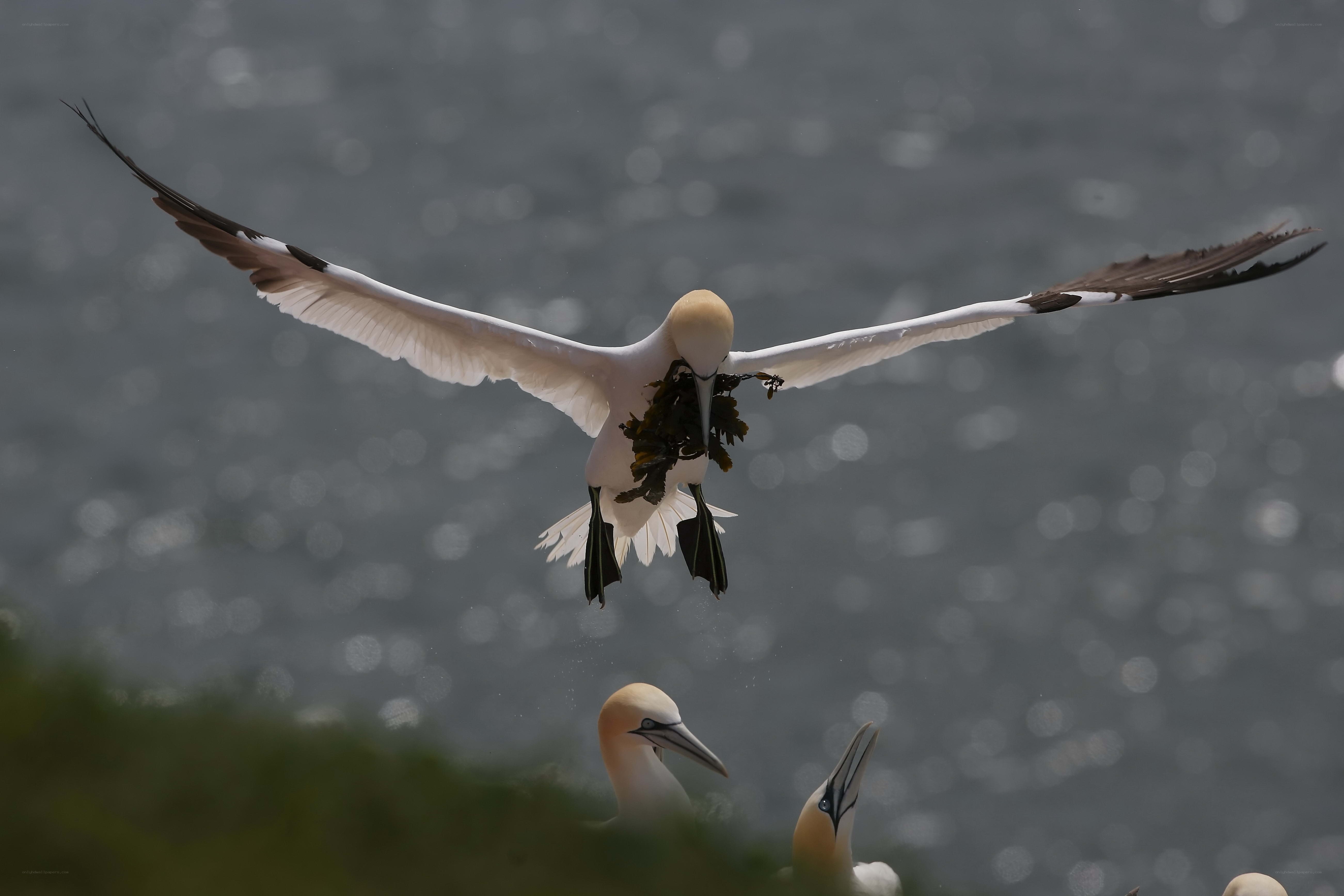 Gannet carrying seaweed