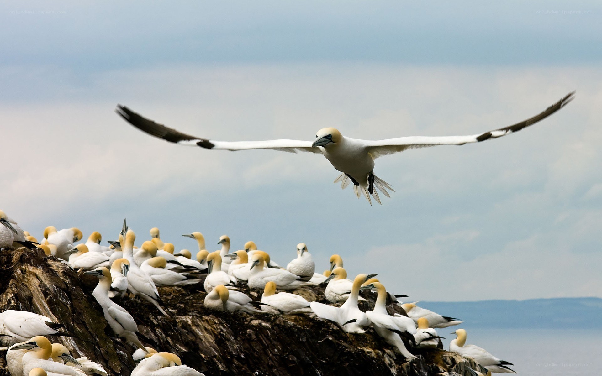 Gannet colony on a cliff